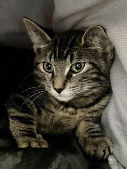 Eevee -  Domestic Short Hair Cat for Adoption in Toronto, Ontario - Eevee | PetCurious