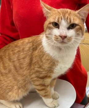 Rescue Domestic Short Hair Cats for Adoption in Elizabethton, Tennessee - JERRY | PetCurious