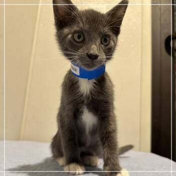 Remi -  Domestic Short Hair Cat for Adoption in Tampa, Florida - Remi | PetCurious