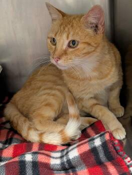 Derecho (Spayed) (Photos June 2026) -  Tabby and Domestic Short Hair Cat for Adoption in Marietta, Ohio - Derecho (Spayed) (Photos June 2026) | PetCurious