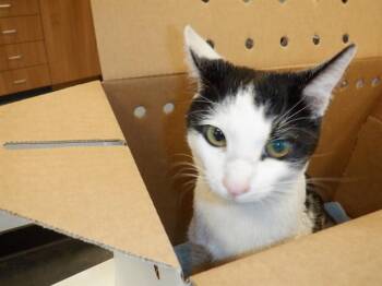 DOTTIE -  Domestic Short Hair Cat for Adoption in San Jose, California - DOTTIE | PetCurious