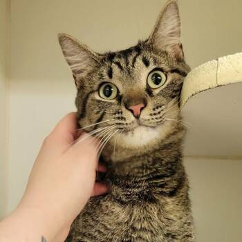 Domestic Short Hair Cats Available for Adoption - Prince Ali | PetCurious