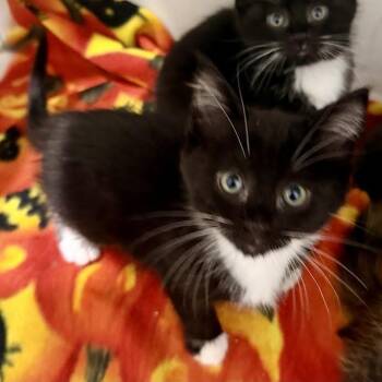 Tea Biscuit -  Domestic Short Hair Cat for Adoption in Dearborn, Michigan - Tea Biscuit | PetCurious