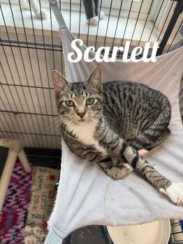 Scarlett -  Domestic Short Hair Cat for Adoption in Manistee, Michigan - Scarlett | PetCurious
