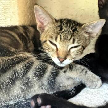 Lennox -  Domestic Short Hair Cat for Adoption in Cumming, Georgia - Lennox | PetCurious