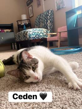 Ceden -  Domestic Short Hair Cat for Adoption in Clarksville, Tennessee - Ceden | PetCurious