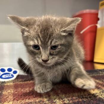 Dixie -  Domestic Short Hair Cat for Adoption in San Gabriel, California - Dixie | PetCurious