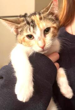 Omelet -  Calico Cat for Adoption in Ypsilanti, Michigan - Omelet | PetCurious