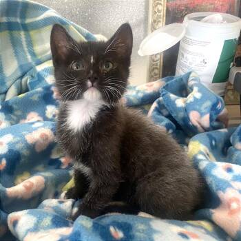 Duckie -  Domestic Short Hair Cat for Adoption in Blackfoot, Idaho - Duckie | PetCurious