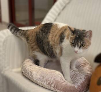 Calie -  Domestic Short Hair Cat for Adoption in Slidell, Louisiana - Calie | PetCurious