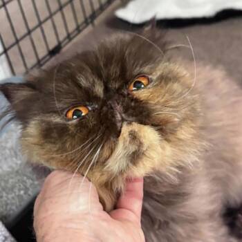 Shiraz -  Persian Cat for Adoption in Fort Lauderdale, Florida - Shiraz | PetCurious