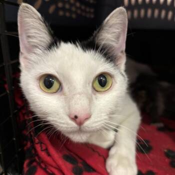 Bianca -  Domestic Short Hair Cat for Adoption in Los Angeles, California - Bianca | PetCurious