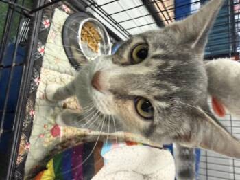 PRETZEL -  Torbie Cat for Adoption in Lake Ozark, Missouri - PRETZEL | PetCurious