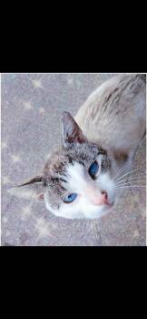 Domestic Short Hair Cats Available for Adoption - Blue | PetCurious