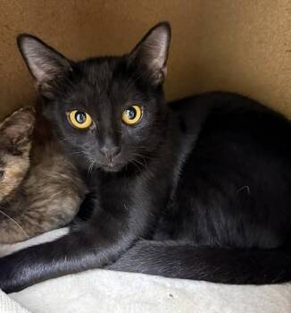 Laverne -  Domestic Short Hair Cat for Adoption in Medina, Ohio - Laverne | PetCurious