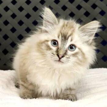 Pearl -  Domestic Medium Hair Cat for Adoption in Fort Davis, Texas - Pearl | PetCurious