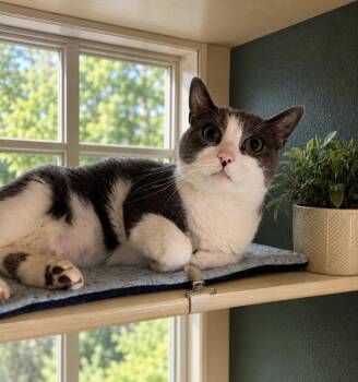 Stella -  American Bobtail Cat for Adoption in Long Beach, New York - Stella | PetCurious