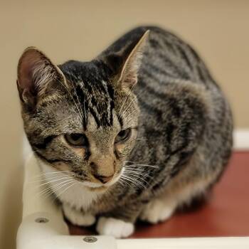 Domestic Short Hair Cats Available for Adoption - Little Dipper | PetCurious