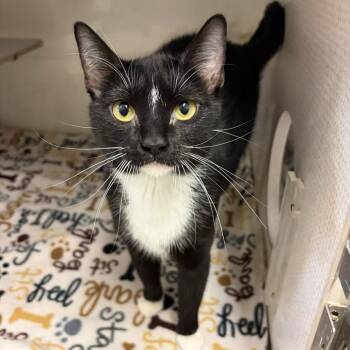 Domestic Long Hair Cats Available for Adoption - Febreze *Meet Me At Richfield Petsmart* | PetCurious