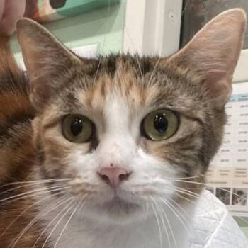 Lily of the Valley -  Domestic Short Hair Cat for Adoption in Cincinnati, Ohio - Lily Of The Valley | PetCurious