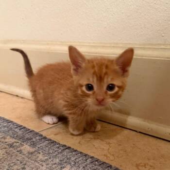 Endcap -  Domestic Short Hair Cat for Adoption in Carencro, Louisiana - Endcap | PetCurious