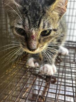 A659944 -  Domestic Short Hair Cat for Adoption in Houston, Texas - A659944 | PetCurious