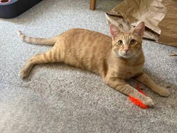 Talky - Loving Orange Boy Needs Foster -  Tabby Cat for Adoption in Kirkland, Washington - Talky - Loving Orange Boy Needs Foster | PetCurious