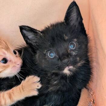 Domestic Short Hair Cats Available for Adoption in Buchanan Dam, Texas - Bitzy | PetCurious