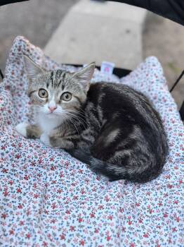 Sardine -  Domestic Short Hair Cat for Adoption in Medford Lakes, New Jersey - Sardine | PetCurious