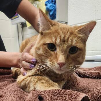 Kitty -  Domestic Short Hair Cat for Adoption in Murray, Utah - Kitty | PetCurious
