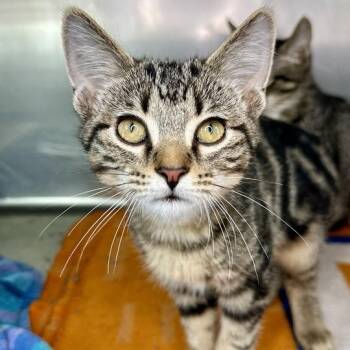 Squid -  Domestic Short Hair Cat for Adoption in Matteson, Illinois - Squid | PetCurious
