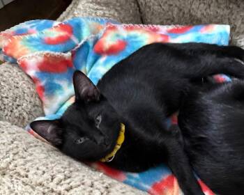 Milner 2 -  Domestic Short Hair Cat for Adoption in Fort Lupton, Colorado - Milner 2 | PetCurious
