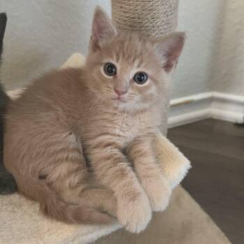 Domestic Short Hair Cats Available for Adoption in Austin, Texas - Flounder 2 | PetCurious