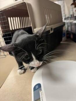 Tike -  Domestic Short Hair Cat for Adoption in Farmers Branch, Texas - Tike | PetCurious