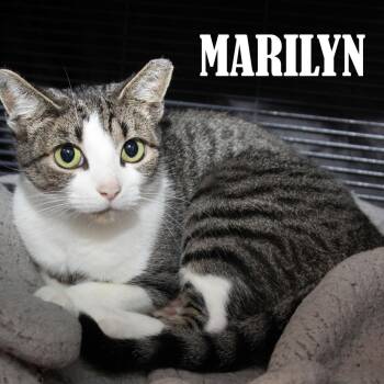 Marilyn -  Domestic Short Hair Cat for Adoption in Mooresville, North Carolina - Marilyn | PetCurious