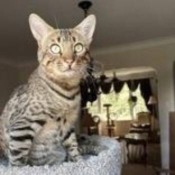 Andre -  Bengal Cat for Adoption in Pickering, Ontario - Andre | PetCurious