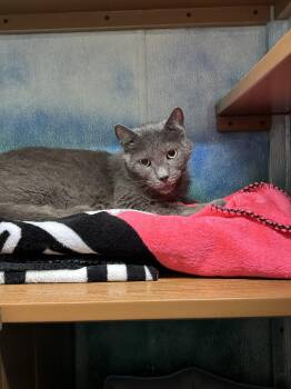 Domestic Short Hair Cats Available for Adoption in Altoona, Pennsylvania - Measley | PetCurious