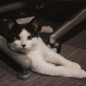 Sebastian -  Domestic Short Hair Cat for Adoption in Wakefield, Quebec - Sebastian | PetCurious