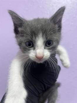 61411064 -  Domestic Short Hair Cat for Adoption in El Paso, Texas - 61411064 | PetCurious