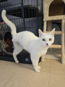 Hopescotch -  Domestic Short Hair Cat for Adoption in Warwick, Rhode Island - Hopescotch | PetCurious