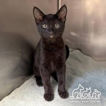 DREW -  Domestic Short Hair Cat for Adoption in Irvine, California - DREW | PetCurious