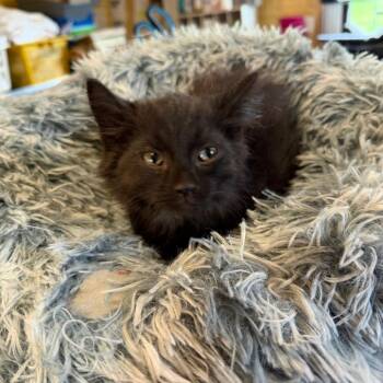 Toaster -  Domestic Long Hair Cat for Adoption in Park Falls, Wisconsin - Toaster | PetCurious