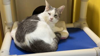 Rescue Domestic Short Hair Cats for Adoption in Broomall, Pennsylvania - Duchess | PetCurious