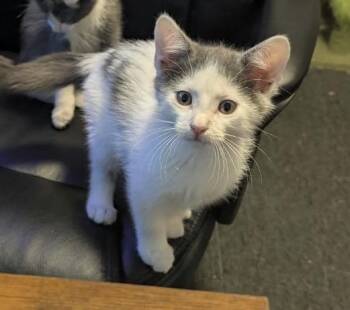 Furankenstein -  Domestic Short Hair Cat for Adoption in Maineville, Ohio - Furankenstein | PetCurious
