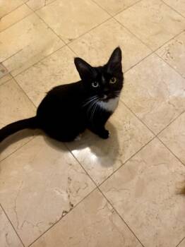Nyxie -  Domestic Short Hair Cat Available for Adoption in San Antonio, Texas - Nyxie | PetCurious