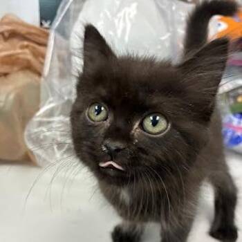 Whitney -  Domestic Medium Hair Cat for Adoption in Jeffersonville, Indiana - Whitney | PetCurious