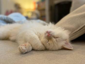 Tor & Jack -  Ragdoll Cat for Adoption in Brampton, Ontario - Tor & Jack | PetCurious