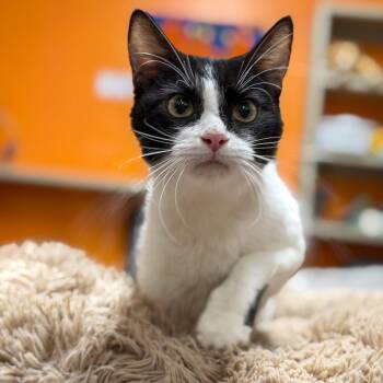 Domestic Short Hair Cats Available for Adoption in Gainesville, Georgia - Butter | PetCurious