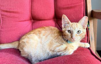 Ray -  Domestic Short Hair Cat for Adoption in Dalton, Georgia - Ray | PetCurious