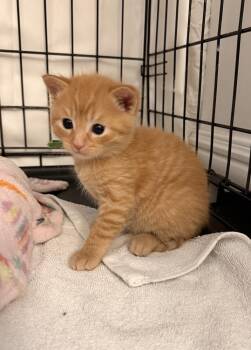 Domestic Short Hair Cats Available for Adoption - Drumstick | PetCurious